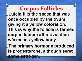 Corpus Follicles
OLutein fills the space that was
once occupied by the ovum
giving it a yellow coloration.
This is why the follicle is termed
corpus luteum after ovulation
w/c means yellow body
OThe primary hormone produced
is progesterone, although seret
some estrogen.
 