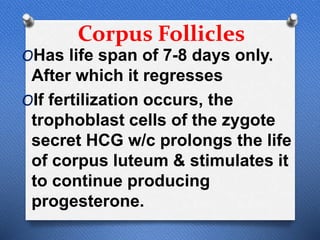 Corpus Follicles
OHas life span of 7-8 days only.
After which it regresses
OIf fertilization occurs, the
trophoblast cells of the zygote
secret HCG w/c prolongs the life
of corpus luteum & stimulates it
to continue producing
progesterone.
 
