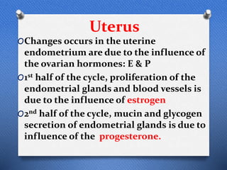 Uterus
OChanges occurs in the uterine
endometrium are due to the influence of
the ovarian hormones: E & P
O1st half of the cycle, proliferation of the
endometrial glands and blood vessels is
due to the influence of estrogen
O2nd half of the cycle, mucin and glycogen
secretion of endometrial glands is due to
influence of the progesterone.
 