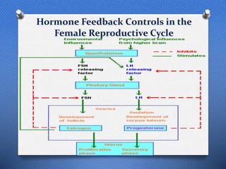 Hormone Feedback Controls in the
Female Reproductive Cycle
 