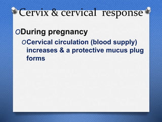 Cervix & cervical response
ODuring pregnancy
OCervical circulation (blood supply)
increases & a protective mucus plug
forms
 