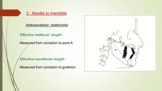 2 . Maxilla to mandible
Anteroposterior relationship
Effective midfacial length :
Measured from condylion to point A
Effective mandibular length :
Measured from condylion to gnathion
 