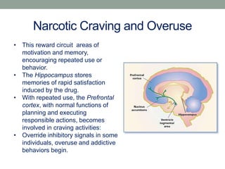 Narcotic Craving and Overuse
Hippocampus
• This reward circuit areas of
motivation and memory,
encouraging repeated use or...