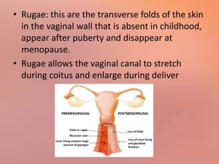 • Rugae: this are the transverse folds of the skin
in the vaginal wall that is absent in childhood,
appear after puberty and disappear at
menopause.
• Rugae allows the vaginal canal to stretch
during coitus and enlarge during deliver
 