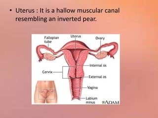 • Uterus : It is a hallow muscular canal
resembling an inverted pear.
 
