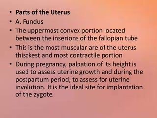 • Parts of the Uterus
• A. Fundus
• The uppermost convex portion located
between the inserions of the fallopian tube
• This is the most muscular are of the uterus
thisckest and most contractile portion
• During pregnancy, palpation of its height is
used to assess uterine growth and during the
postpartum period, to assess for uterine
involution. It is the ideal site for implantation
of the zygote.
 