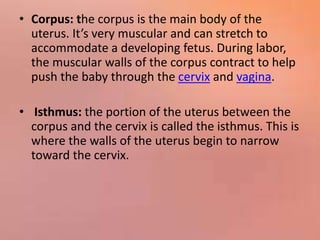 • Corpus: the corpus is the main body of the
uterus. It’s very muscular and can stretch to
accommodate a developing fetus. During labor,
the muscular walls of the corpus contract to help
push the baby through the cervix and vagina.
• Isthmus: the portion of the uterus between the
corpus and the cervix is called the isthmus. This is
where the walls of the uterus begin to narrow
toward the cervix.
 