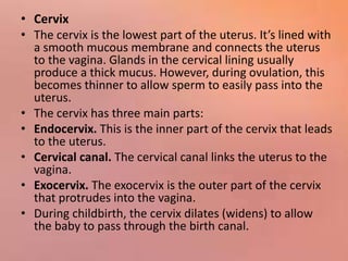 • Cervix
• The cervix is the lowest part of the uterus. It’s lined with
a smooth mucous membrane and connects the uterus
to the vagina. Glands in the cervical lining usually
produce a thick mucus. However, during ovulation, this
becomes thinner to allow sperm to easily pass into the
uterus.
• The cervix has three main parts:
• Endocervix. This is the inner part of the cervix that leads
to the uterus.
• Cervical canal. The cervical canal links the uterus to the
vagina.
• Exocervix. The exocervix is the outer part of the cervix
that protrudes into the vagina.
• During childbirth, the cervix dilates (widens) to allow
the baby to pass through the birth canal.
 