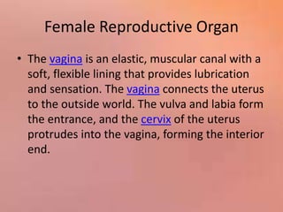 Female Reproductive Organ
• The vagina is an elastic, muscular canal with a
soft, flexible lining that provides lubrication
and sensation. The vagina connects the uterus
to the outside world. The vulva and labia form
the entrance, and the cervix of the uterus
protrudes into the vagina, forming the interior
end.
 