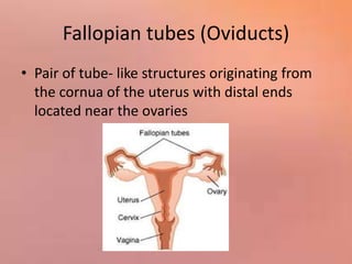 Fallopian tubes (Oviducts)
• Pair of tube- like structures originating from
the cornua of the uterus with distal ends
located near the ovaries
 
