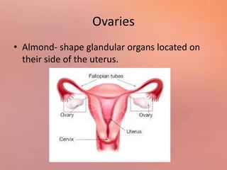 Ovaries
• Almond- shape glandular organs located on
their side of the uterus.
 