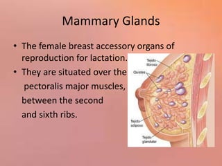 Mammary Glands
• The female breast accessory organs of
reproduction for lactation.
• They are situated over the
pectoralis major muscles,
between the second
and sixth ribs.
 
