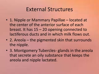External Structures
• 1. Nipple or Mammary Papillae – located at
the center of the anterior surface of each
breast. It has 15 – 20 opening connected to
lactiferous ducts and in which milk flows out.
• 2. Areola – the pigmented skin that surrounds
the nipple.
• 3. Montgomery Tubercles- glands in the areola
that secrete an oily substance that keeps the
areola and nipple lactated.
 
