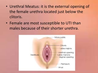 • Urethral Meatus: it is the external opening of
the female urethra located just below the
clitoris.
• Female are most susceptible to UTI than
males because of their shorter urethra.
 