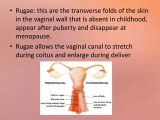 • Functon of the Uterus
• It is an organ of reproduction
• Organ of Menstruation
• Receive the fertilized ovum
• Implantat...