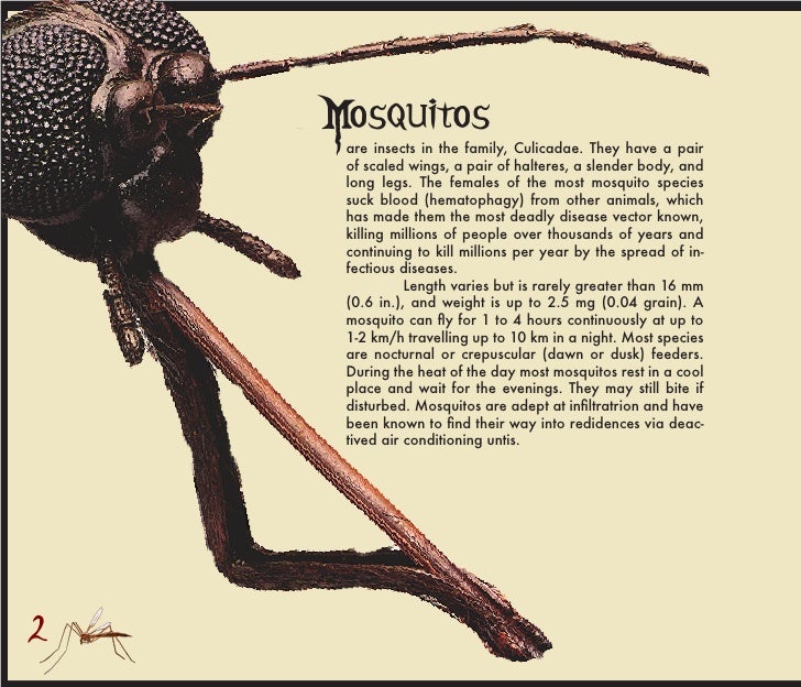 Mosquito Animal