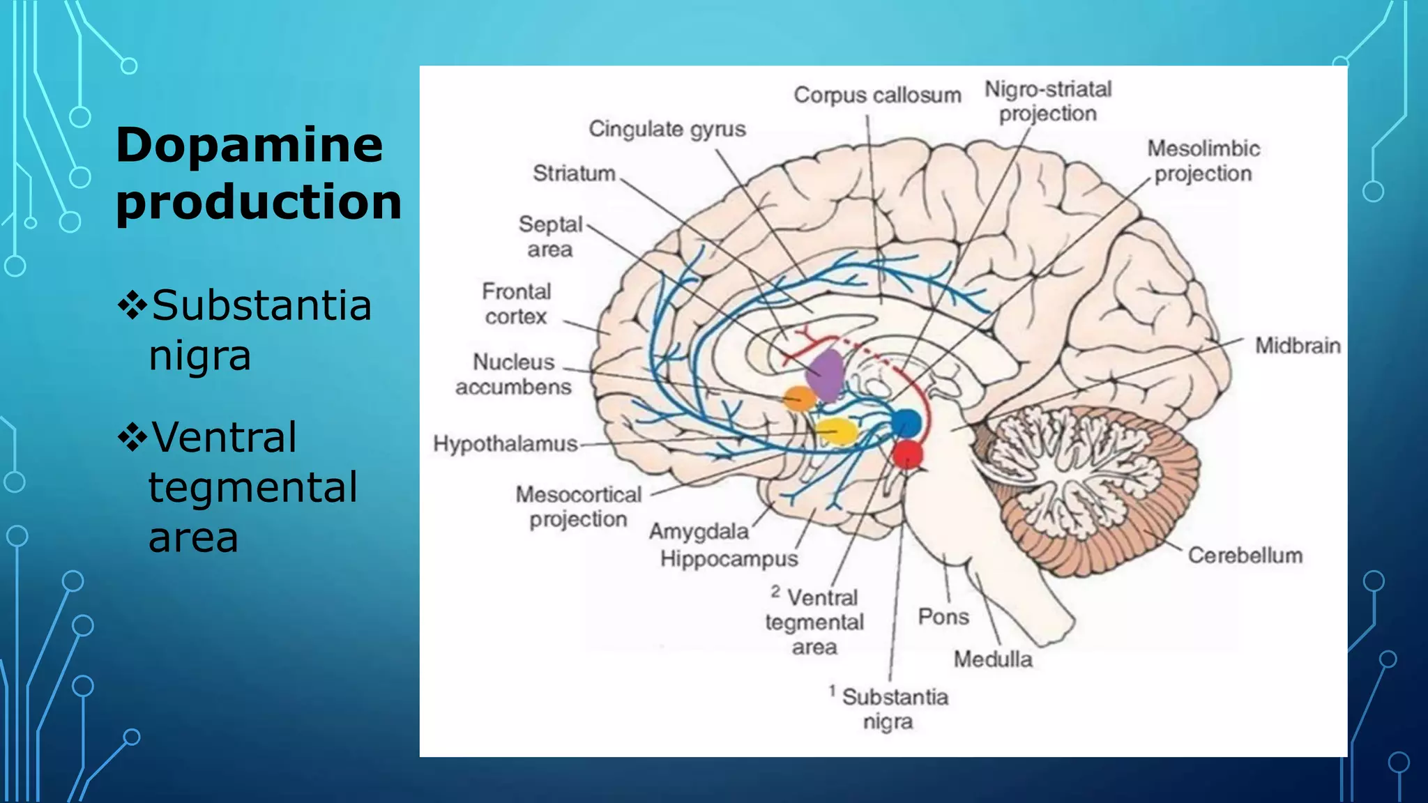 Dopamine
production
Substantia
nigra
Ventral
tegmental
area
 
