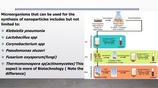 Microorganisms that can be used for the
synthesis of nanoparticles includes but not
limited to:
 Klebsiella pneumonia
 Lactobacillus spp
 Corynebacterium spp
 Pseudomonas stuzeri
 Fusarium oxysporum(fungi)
 Thermomonospora sp(actinomycetes) This
aspect is more of Biotechnology ( Note the
difference)
 