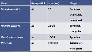 Plant Nanoparticle Size (nm) Shape
Mangifera indica Ag 20 Spherical,
triangular,
hexagonal
Psidium guajava Au 25-30 Spherical,
triangular
Terminalia catappa Au 10-35 Spherical
Pyrus spp Au 200-500 Triangular,
hexagonal
 