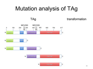 Tag Transformation Mcpyv Presentation | PPT