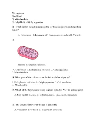 A) cytoplasm
B) cell wall
C) mitochondria
D) Golgi Bodies / Golgi apparatus
12 What part of the cell is responsible for breaking down and digesting
things?
A. Ribosomes B. Lysosomes C. Endoplasmic reticulum D. Vacuole
13.
Identify the organelle pictured:
A. Chloroplast B. Endoplasmic reticulum C. Golgi apparatus
D. Mitochondria
14. What part of the cell serves as the intracellular highway?
A. Endoplasmic reticulum B. Golgi apparatus C. Cell membrane
D. Mitochondria
15. Which of the following is found in plant cells, but NOT in animal cells?
A. Cell wall B. Vacuole C. Mitochondria D. Endoplasmic reticulum
16. The jellylike interior of the cell is called the
A. Vacuole B. Cytoplasm C. Nucleus D. Lysosome
 