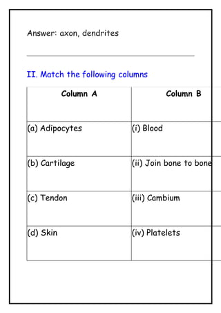 Answer: axon, dendrites
II. Match the following columns
Column A Column B
(a) Adipocytes (i) Blood
(b) Cartilage (ii) Join bone to bone
(c) Tendon (iii) Cambium
(d) Skin (iv) Platelets
 