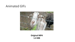 Animated GIFs
Original MP4
1.4 MB
 