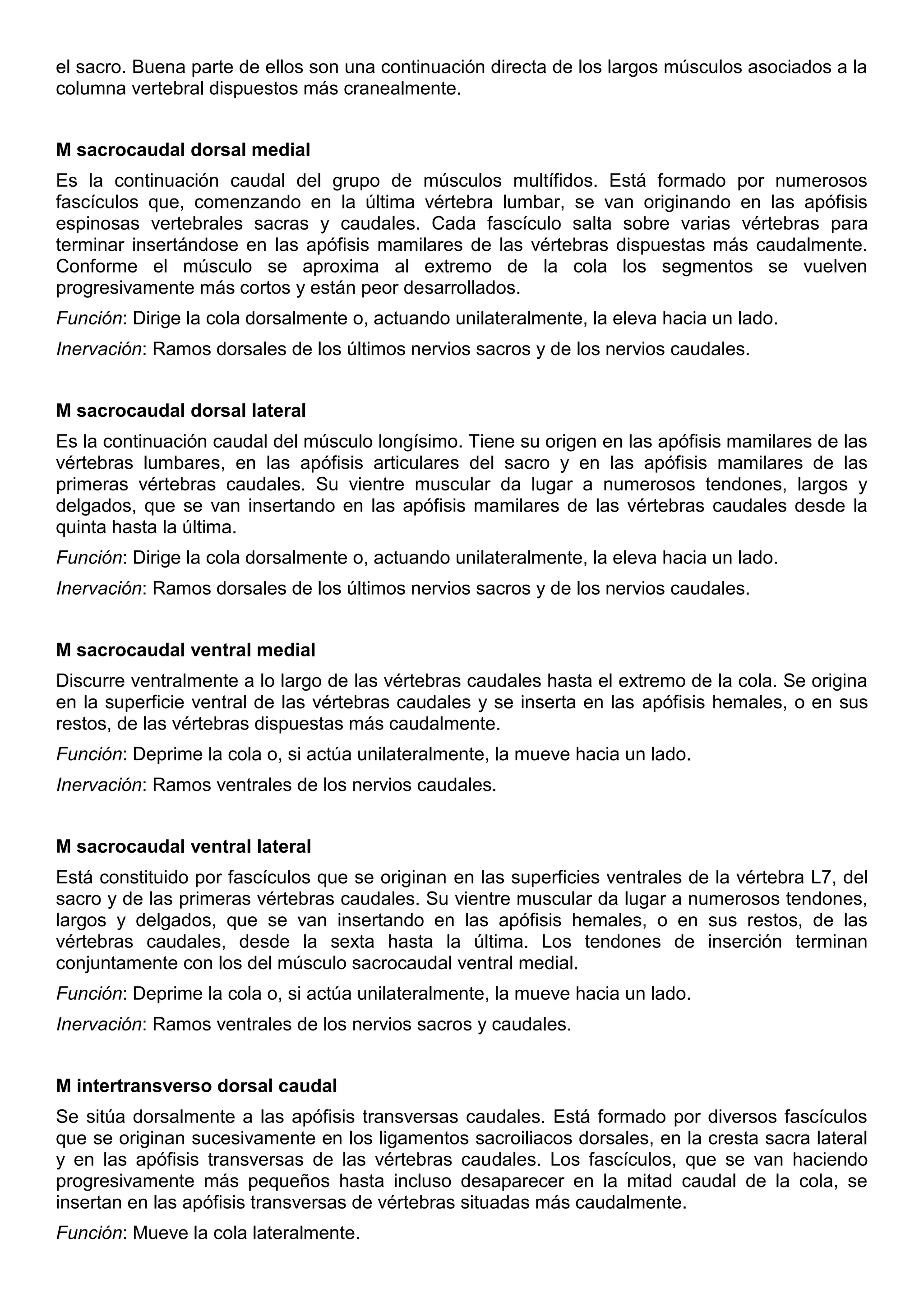 el sacro. Buena parte de ellos son una continuación directa de los largos músculos asociados a la
columna vertebral dispuestos más cranealmente.
M sacrocaudal dorsal medial
Es la continuación caudal del grupo de músculos multífidos. Está formado por numerosos
fascículos que, comenzando en la última vértebra lumbar, se van originando en las apófisis
espinosas vertebrales sacras y caudales. Cada fascículo salta sobre varias vértebras para
terminar insertándose en las apófisis mamilares de las vértebras dispuestas más caudalmente.
Conforme el músculo se aproxima al extremo de la cola los segmentos se vuelven
progresivamente más cortos y están peor desarrollados.
Función: Dirige la cola dorsalmente o, actuando unilateralmente, la eleva hacia un lado.
Inervación: Ramos dorsales de los últimos nervios sacros y de los nervios caudales.
M sacrocaudal dorsal lateral
Es la continuación caudal del músculo longísimo. Tiene su origen en las apófisis mamilares de las
vértebras lumbares, en las apófisis articulares del sacro y en las apófisis mamilares de las
primeras vértebras caudales. Su vientre muscular da lugar a numerosos tendones, largos y
delgados, que se van insertando en las apófisis mamilares de las vértebras caudales desde la
quinta hasta la última.
Función: Dirige la cola dorsalmente o, actuando unilateralmente, la eleva hacia un lado.
Inervación: Ramos dorsales de los últimos nervios sacros y de los nervios caudales.
M sacrocaudal ventral medial
Discurre ventralmente a lo largo de las vértebras caudales hasta el extremo de la cola. Se origina
en la superficie ventral de las vértebras caudales y se inserta en las apófisis hemales, o en sus
restos, de las vértebras dispuestas más caudalmente.
Función: Deprime la cola o, si actúa unilateralmente, la mueve hacia un lado.
Inervación: Ramos ventrales de los nervios caudales.
M sacrocaudal ventral lateral
Está constituido por fascículos que se originan en las superficies ventrales de la vértebra L7, del
sacro y de las primeras vértebras caudales. Su vientre muscular da lugar a numerosos tendones,
largos y delgados, que se van insertando en las apófisis hemales, o en sus restos, de las
vértebras caudales, desde la sexta hasta la última. Los tendones de inserción terminan
conjuntamente con los del músculo sacrocaudal ventral medial.
Función: Deprime la cola o, si actúa unilateralmente, la mueve hacia un lado.
Inervación: Ramos ventrales de los nervios sacros y caudales.
M intertransverso dorsal caudal
Se sitúa dorsalmente a las apófisis transversas caudales. Está formado por diversos fascículos
que se originan sucesivamente en los ligamentos sacroiliacos dorsales, en la cresta sacra lateral
y en las apófisis transversas de las vértebras caudales. Los fascículos, que se van haciendo
progresivamente más pequeños hasta incluso desaparecer en la mitad caudal de la cola, se
insertan en las apófisis transversas de vértebras situadas más caudalmente.
Función: Mueve la cola lateralmente.
 