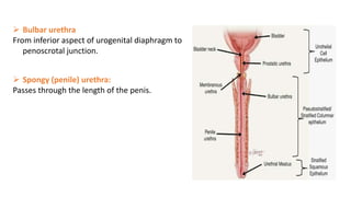  Bulbar urethra
From inferior aspect of urogenital diaphragm to
penoscrotal junction.
 Spongy (penile) urethra:
Passes through the length of the penis.
 