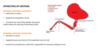 SPHINCTERS OF URETHRA
INTERNAL URETHRAL SPHINCTER -
• involuntary in nature
• Supplied by sympathetic nerves
• It controls the neck of the bladder & prostatic
urethra above the opening of ejaculatory ducts
EXTERNAL URETHRAL SPHINCTER-
• voluntary in nature
• Supplied by perineal branch of the pudendal nerve (s2-s4)
• Controls the membranous urethra & is responsible for voluntary holding of urine
 
