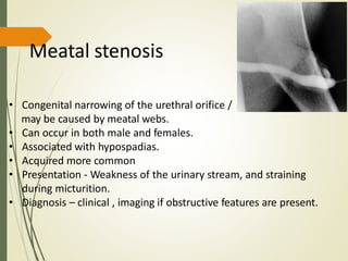 Meatal stenosis
• Congenital narrowing of the urethral orifice /
may be caused by meatal webs.
• Can occur in both male and females.
• Associated with hypospadias.
• Acquired more common
• Presentation - Weakness of the urinary stream, and straining
during micturition.
• Diagnosis – clinical , imaging if obstructive features are present.
 