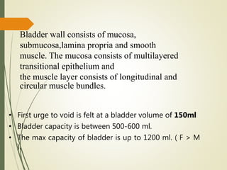 • First urge to void is felt at a bladder volume of 150ml
• Bladder capacity is between 500-600 ml.
• The max capacity of bladder is up to 1200 ml. ( F > M
).
Bladder wall consists of mucosa,
submucosa,lamina propria and smooth
muscle. The mucosa consists of multilayered
transitional epithelium and
the muscle layer consists of longitudinal and
circular muscle bundles.
 