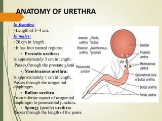 ANATOMY OF URETHRA
In females:
Length of 3–4 cm.
In males:
20 cm in length .
It has four named regions:
 Prostatic urethra:
Is approximately 3 cm in length.
Passes through the prostate gland.
 Membranous urethra:
Is approximately 1 cm in length.
Passes through the urogenital
diaphragm.
 Bulbar urethra
From inferior aspect of urogenital
diaphragm to penoscrotal junction.
 Spongy (penile) urethra:
Passes through the length of the penis.
 