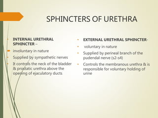 SPHINCTERS OF URETHRA
• INTERNAL URETHRAL
SPHINCTER –
 involuntary in nature
• Supplied by sympathetic nerves
• It controls the neck of the bladder
& prostatic urethra above the
opening of ejaculatory ducts
• EXTERNAL URETHRAL SPHINCTER-
• voluntary in nature
• Supplied by perineal branch of the
pudendal nerve (s2-s4)
• Controls the membranous urethra & is
responsible for voluntary holding of
urine
 