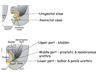 Normal Rucg RGU (Retrograde urethrogram), MCU (Micturating cystourethrogram) and ...
