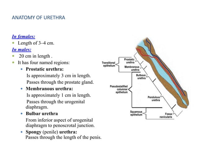 RGU MCU and its interpretation in pathology of Urinary Bladder ...