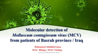Molecular detection of
Molluscum contagiosum virus (MCV)
from patients of Basrah province / Iraq
Mohammed Abdullah Gatea
B.S.C Biology ; M.S.C Virology
Assis.Lec. Mohammed A. Gatea
 