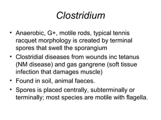 Motile Rods Spore forming bacteria | PPT