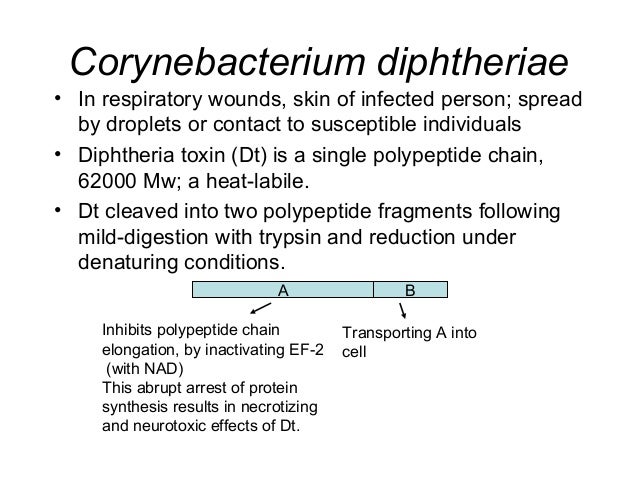 spore forming bacteria spore forming bacteria