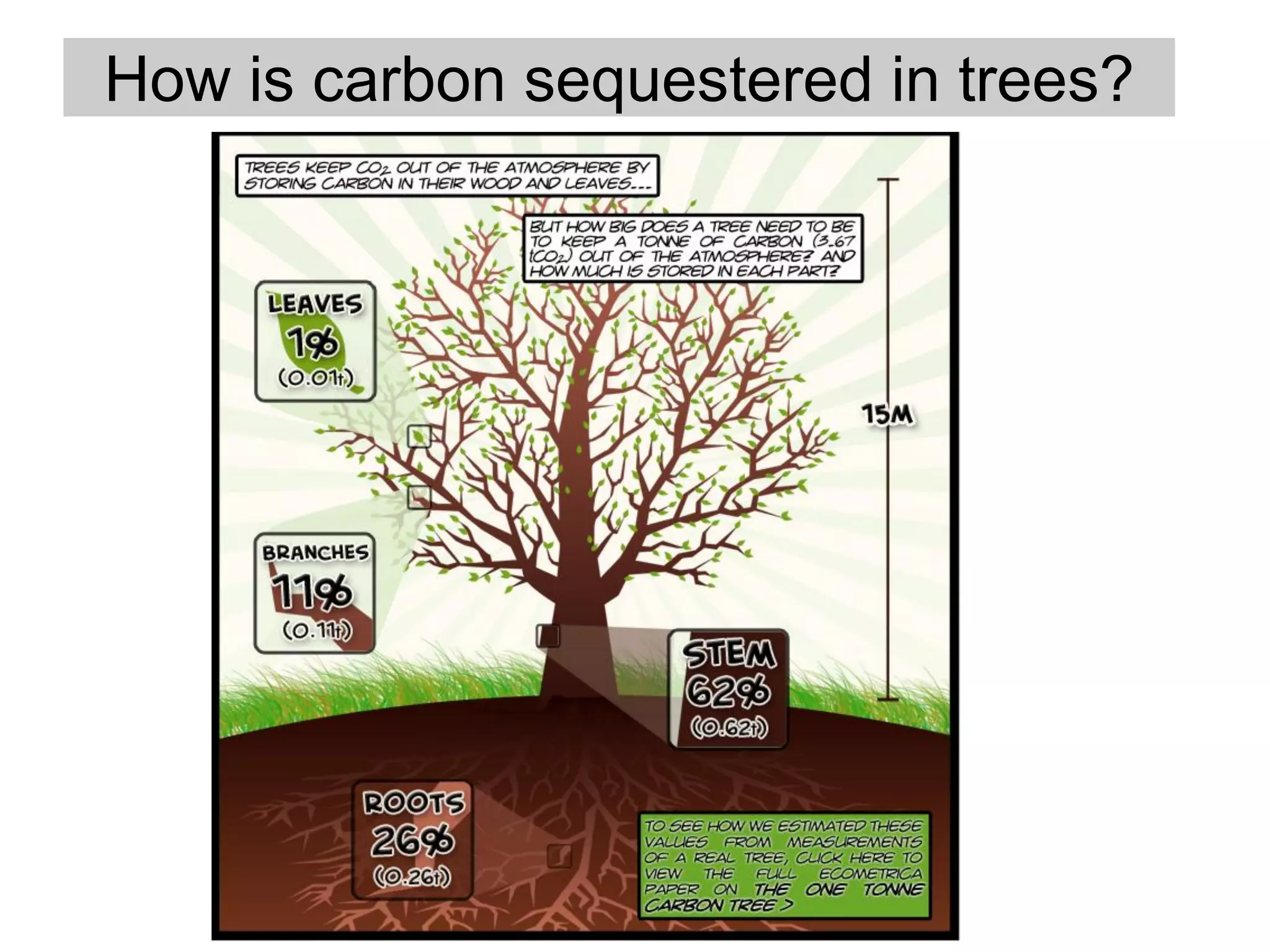 How is carbon sequestered in trees?
 