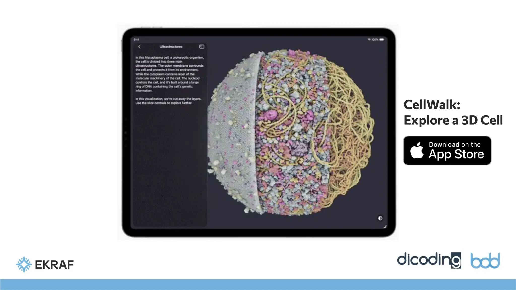 CellWalk:
Explore a 3D Cell
 
