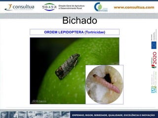 Bichado
 
