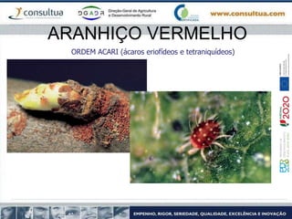 ARANHIÇO VERMELHO
ORDEM ACARI (ácaros eriofídeos e tetraniquídeos)
 