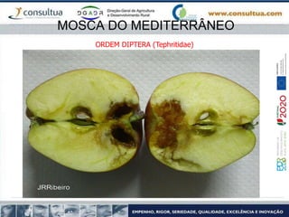 MOSCA DO MEDITERRÂNEO
ORDEM DIPTERA (Tephritidae)
 