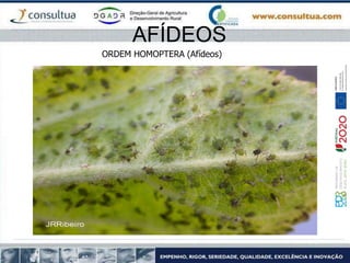AFÍDEOS
ORDEM HOMOPTERA (Afídeos)
 