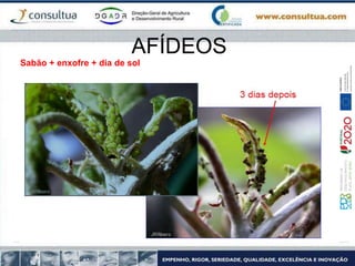 AFÍDEOS
Sabão + enxofre + dia de sol
 