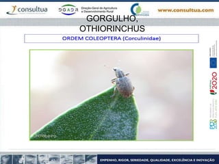 GORGULHO,
OTHIORINCHUS
 