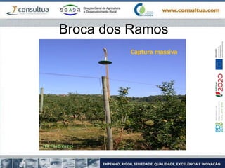 Broca dos Ramos
Captura massiva
 