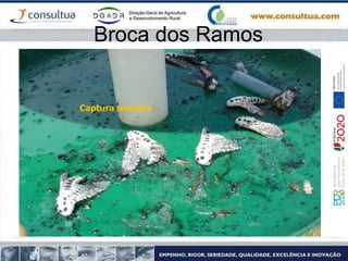 Broca dos Ramos
Captura massiva
 