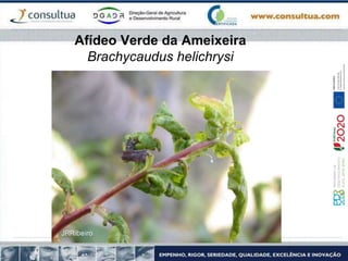 Afídeo Verde da Ameixeira
Brachycaudus helichrysi
 